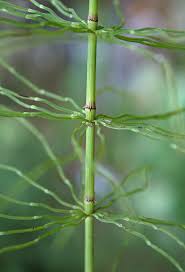 Attēlu rezultāti vaicājumam “Equisetum pratense”