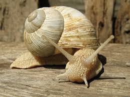 Attēlu rezultāti vaicājumam “Helix pomatia”