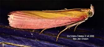 Attēlu rezultāti vaicājumam “Oncocera semirubella”