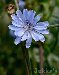 Attēlu rezultāti vaicājumam “Cichorium intybus flower”