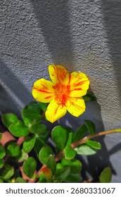 Attēlu rezultāti vaicājumam “Portulacaceae”