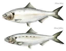 Image result for Alosa fallax