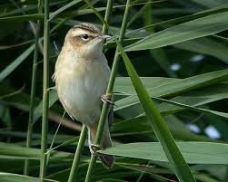 Attēlu rezultāti vaicājumam “Acrocephalus schoenobaenus”
