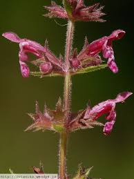 Attēlu rezultāti vaicājumam “Stachys sylvatica”