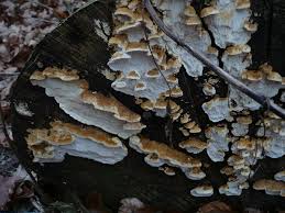 Attēlu rezultāti vaicājumam “Antrodia sinuosa”