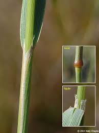 Attēlu rezultāti vaicājumam “Calamagrostis purpurea fruit”