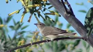 Attēlu rezultāti vaicājumam “Sylvia borin eggs”