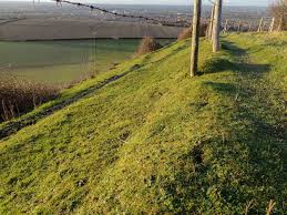 Attēlu rezultāti vaicājumam “Oxyrrhynchium hians var. rigidum macro”