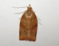 Attēlu rezultāti vaicājumam “Pandemis cinnamomeana female”