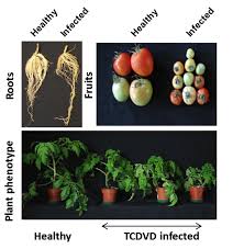 Afbeeldingsresultaat voor CDB tomato