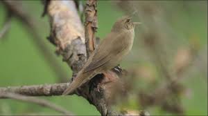 Image result for Locustella fluviatilis