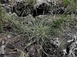 Attēlu rezultāti vaicājumam “Puccinellia distans”