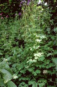 Attēlu rezultāti vaicājumam “Aquilegia vulgaris leaf”