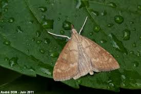 Attēlu rezultāti vaicājumam “Udea fulvalis”