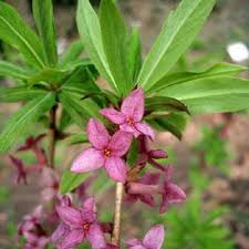 Attēlu rezultāti vaicājumam “Daphne mezereum flower”