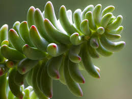 Attēlu rezultāti vaicājumam “Sedum pallidum bud”
