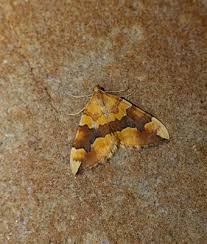 Attēlu rezultāti vaicājumam “Colostygia pectinataria female”