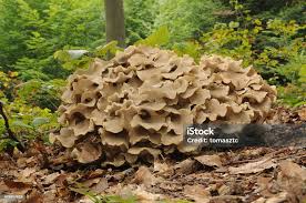 Attēlu rezultāti vaicājumam “Polyporus umbellatus”