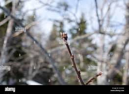 Attēlu rezultāti vaicājumam “Quercus rubra bud”
