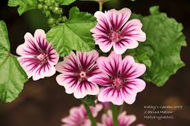 Image result for Malva sylvestris 'Zebrina'