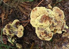 Attēlu rezultāti vaicājumam “Phaeolus schweinitzii”