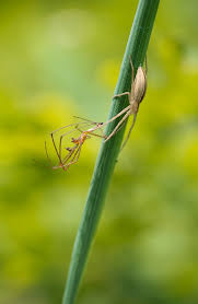 Attēlu rezultāti vaicājumam “Tibellus oblongus”
