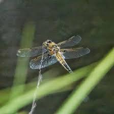 Attēlu rezultāti vaicājumam “Libellula quadrimaculata”