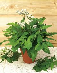 Image result for Baldrian