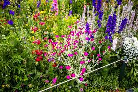 Image result for Lychnis coronaria