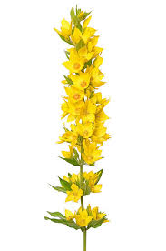 Attēlu rezultāti vaicājumam “Lysimachia vulgaris flower”