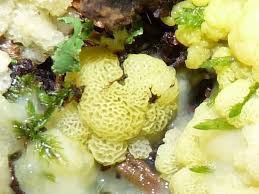 Attēlu rezultāti vaicājumam “Didymium serpula young”