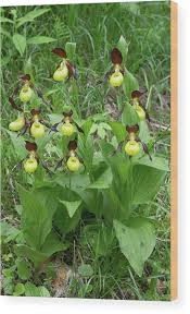 Attēlu rezultāti vaicājumam “Cypripedium calceolus”