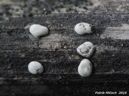 Attēlu rezultāti vaicājumam “Didymium difforme macro”