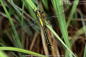 Attēlu rezultāti vaicājumam “Gomphus vulgatissimus”