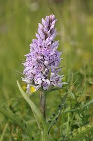 Attēlu rezultāti vaicājumam “Dactylorhiza russowii leaf”
