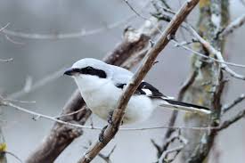 Attēlu rezultāti vaicājumam “Laniidae”