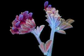 Attēlu rezultāti vaicājumam “Taraxacum officinale aggr. flower”