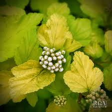 Attēlu rezultāti vaicājumam “Physocarpus opulifolius”