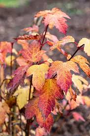 Attēlu rezultāti vaicājumam “Viburnum opulus leaf”