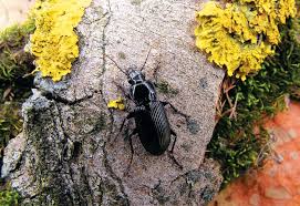 Attēlu rezultāti vaicājumam “Pterostichus melanarius”