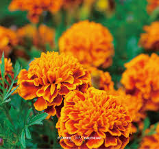 「ジート 花の魔法使いマリーベル」の画像検索結果