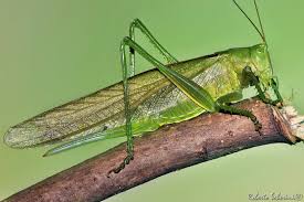 Attēlu rezultāti vaicājumam “Tettigonia viridissima”