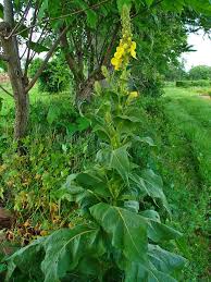 Image result for Verbascum densiflorum