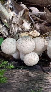 Attēlu rezultāti vaicājumam “Lycoperdon perlatum”