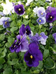 Image result for Viola wittrockiana