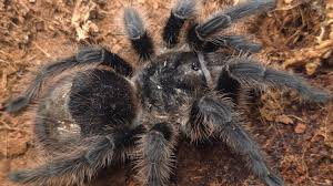 Znalezione obrazy dla zapytania Grammostola grossa