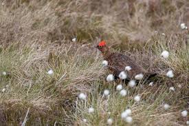 Attēlu rezultāti vaicājumam “Lagopus lagopus male”