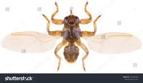 Attēlu rezultāti vaicājumam “Lipoptena cervi”