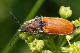 Attēlu rezultāti vaicājumam “Anostirus castaneus”