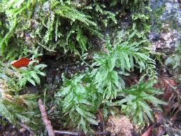 Attēlu rezultāti vaicājumam “Plagiomnium”